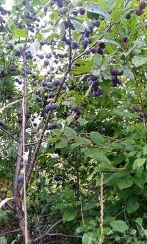 Дом 20м², 1-этажный, участок 5 сот.