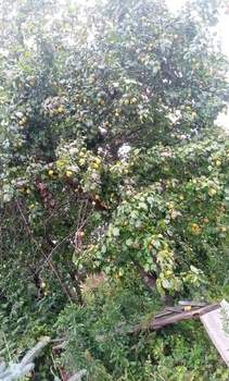 Дом 20м², 1-этажный, участок 5 сот.