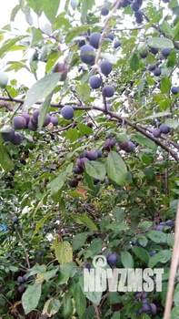 Дом 20м², 2-этажный, участок 5 сот.