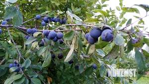 Дом 20м², 2-этажный, участок 5 сот.