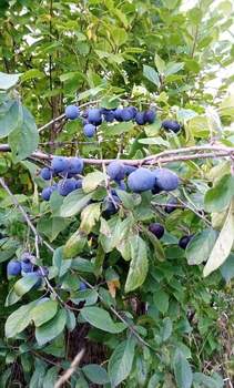 Дом 20м², 1-этажный, участок 5 сот.