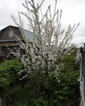 Дом 66м², 1-этажный, участок 9 сот.