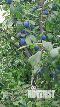 Дом 21м², 1-этажный, участок 10 сот.