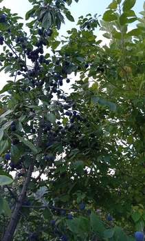 Дом 20м², 1-этажный, участок 5 сот.