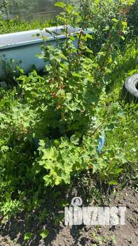 Дом 35м², 1-этажный, участок 4 сот.