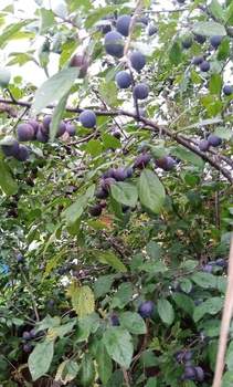 Дом 20м², 1-этажный, участок 5 сот.