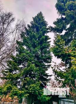 Дом 37м², 1-этажный, участок 15 сот.