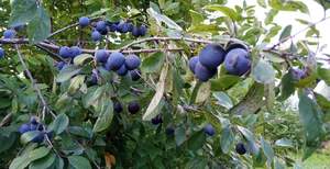 Дом 20м², 1-этажный, участок 5 сот.