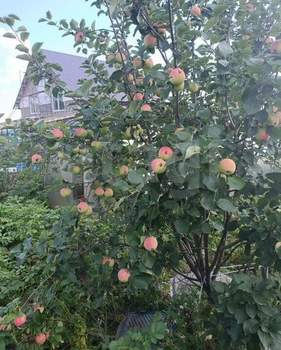 Дом 100м&sup2;, 1-этажный, участок 15 сот.  