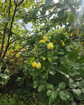 Дом 20м&sup2;, 2-этажный, участок 6 сот.  