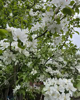 Дом 24м&sup2;, 2-этажный, участок 4 сот.  