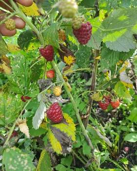 Дом 20м&sup2;, 2-этажный, участок 6 сот.  