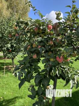 Коттедж 142м&sup2;, 2-этажный, участок 17 сот.  