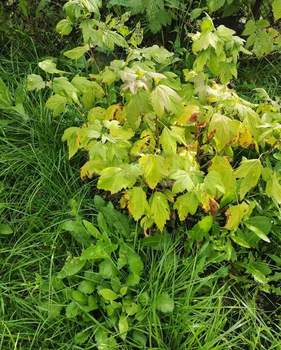 Дом 20м&sup2;, 2-этажный, участок 6 сот.  